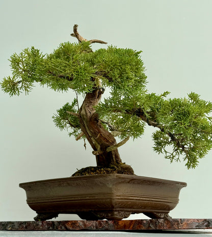Itoigawa Juniper Bonsai Tree – Specimen Japanese Juniper