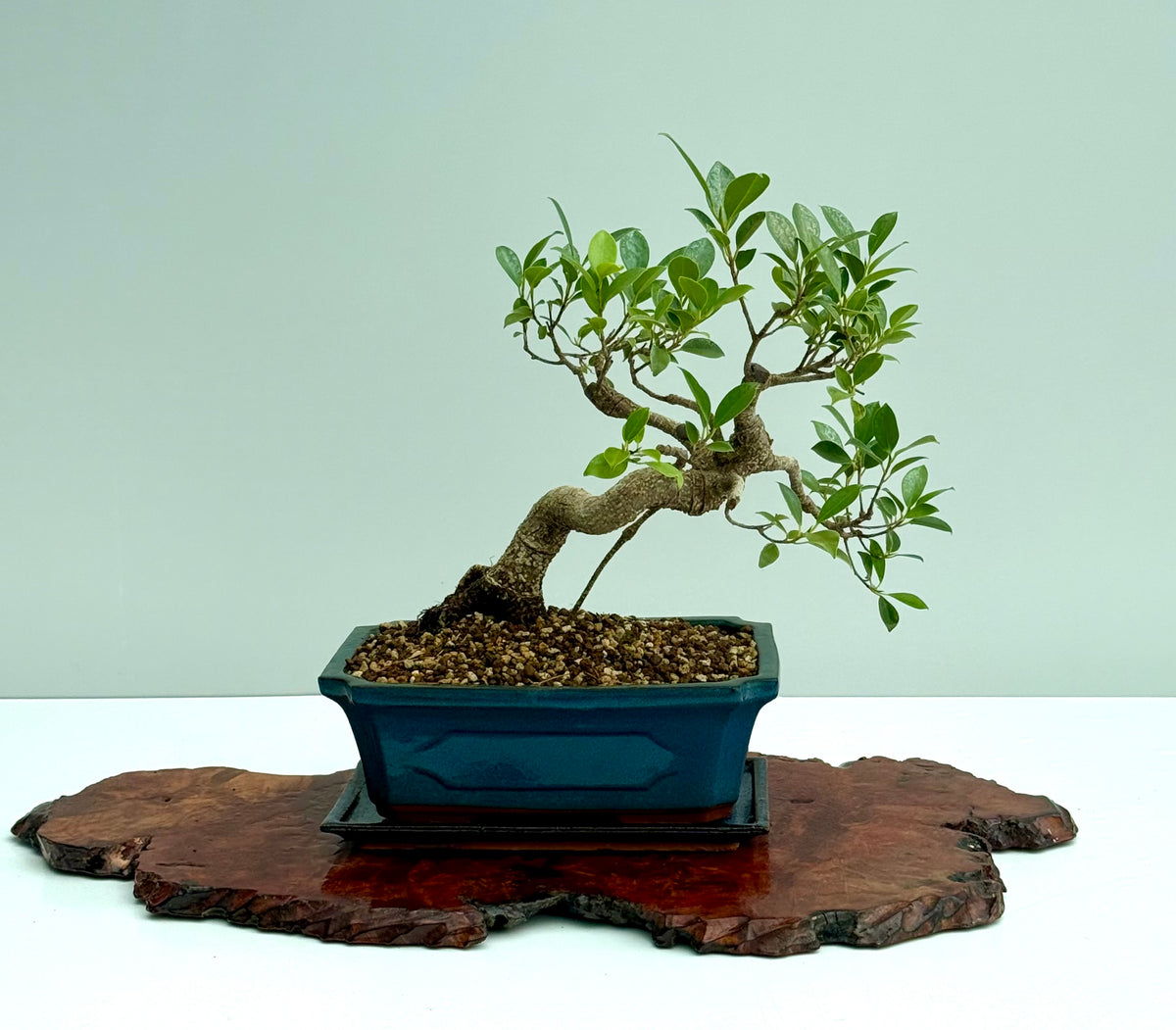 Ficus Retusa Indoor Bonsai Tree