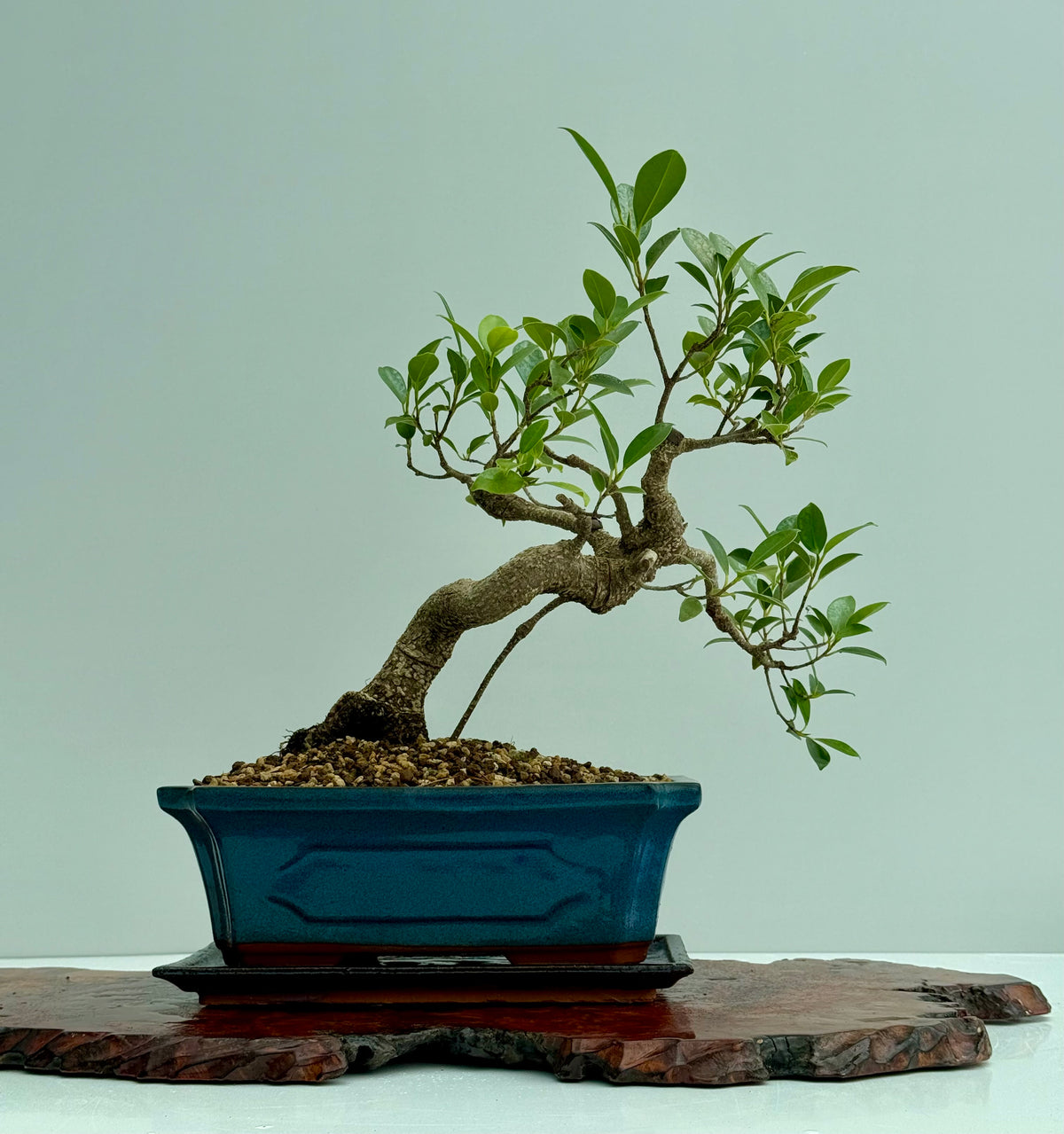 Ficus Retusa Indoor Bonsai Tree