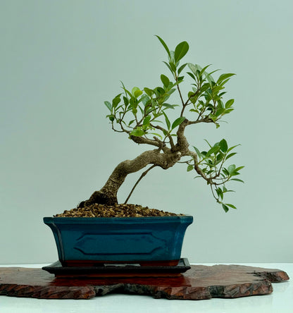 Ficus Retusa Indoor Bonsai Tree