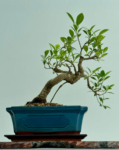 Ficus Retusa Indoor Bonsai Tree