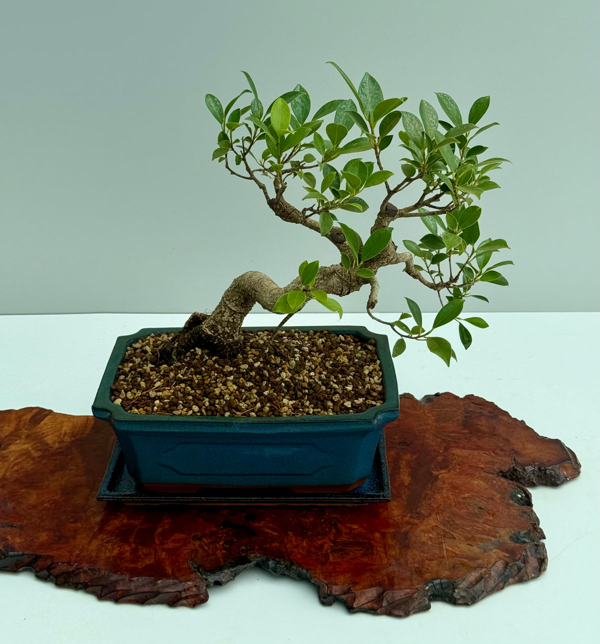 Ficus Retusa Indoor Bonsai Tree