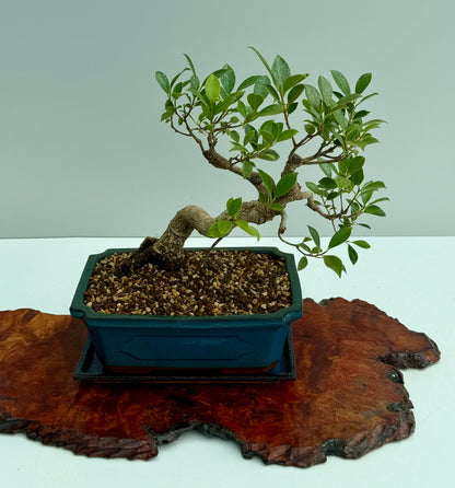Ficus Retusa Indoor Bonsai Tree