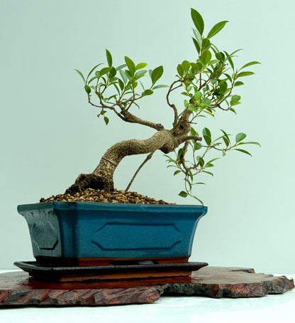 Ficus Retusa Indoor Bonsai Tree