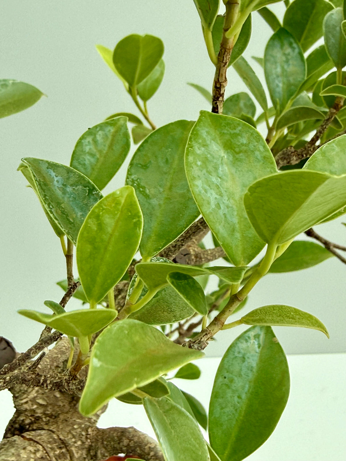 Ficus Retusa Indoor Bonsai Tree