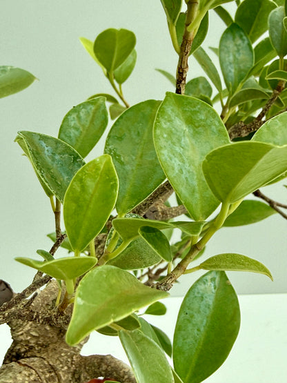 Ficus Retusa Indoor Bonsai Tree
