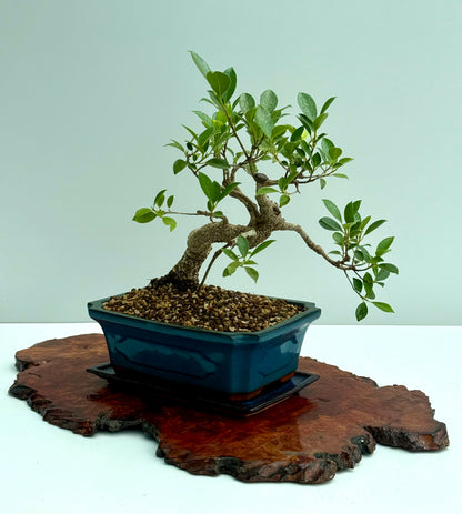 Ficus Retusa Indoor Bonsai Tree