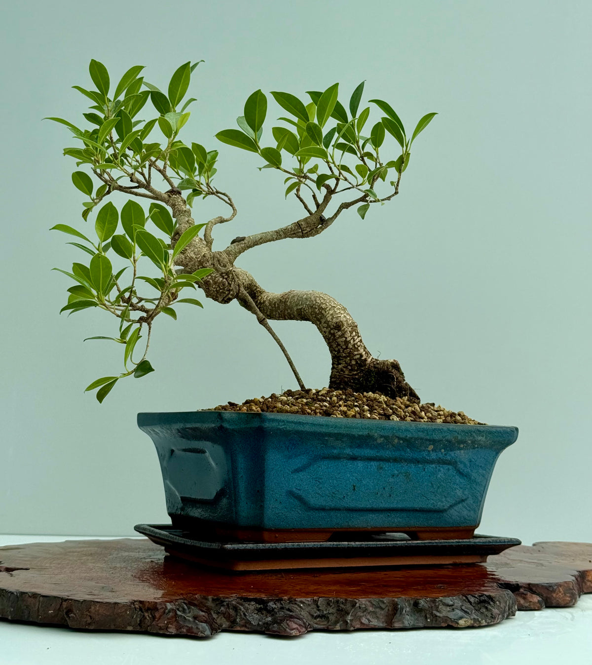Ficus Retusa Indoor Bonsai Tree