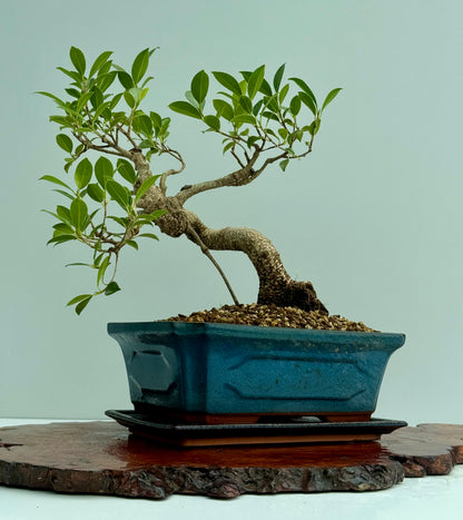 Ficus Retusa Indoor Bonsai Tree