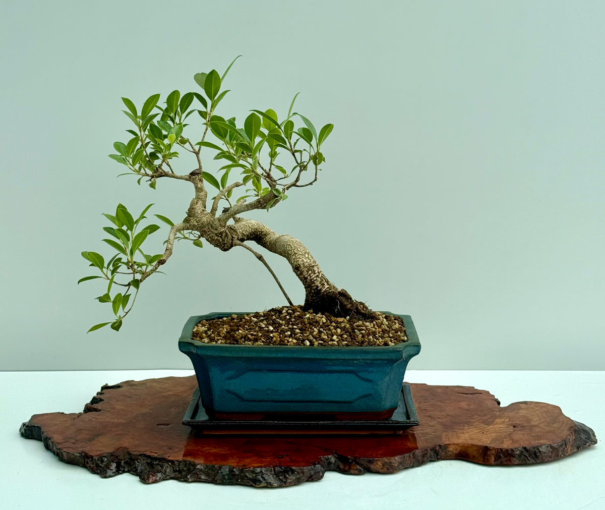 Ficus Retusa Indoor Bonsai Tree