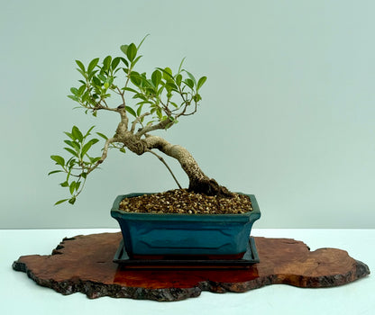Ficus Retusa Indoor Bonsai Tree