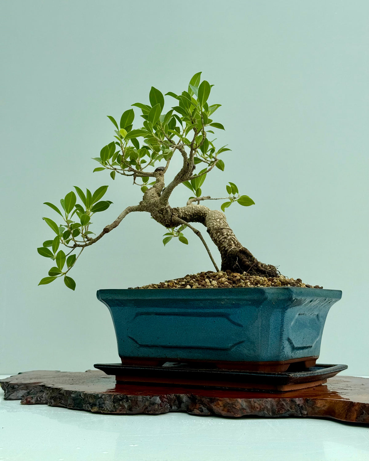 Ficus Retusa Indoor Bonsai Tree