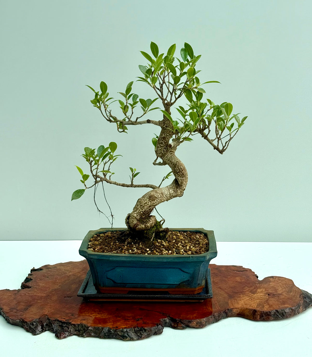 Ficus Retusa Indoor Bonsai Tree