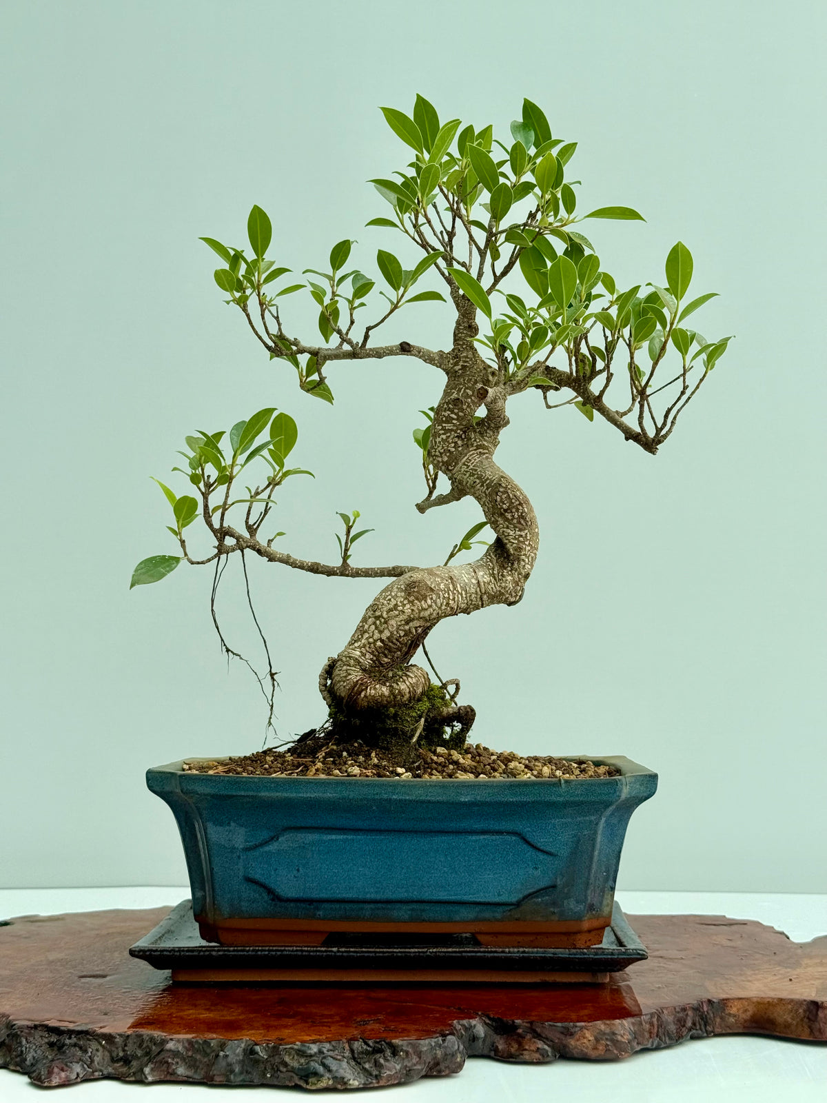 Ficus Retusa Indoor Bonsai Tree