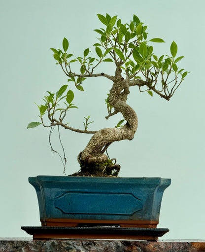 Ficus Retusa Indoor Bonsai Tree