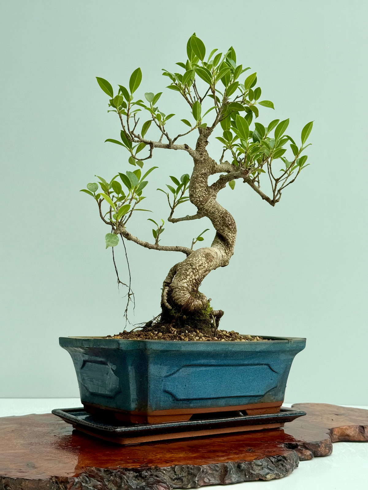 Ficus Retusa Indoor Bonsai Tree