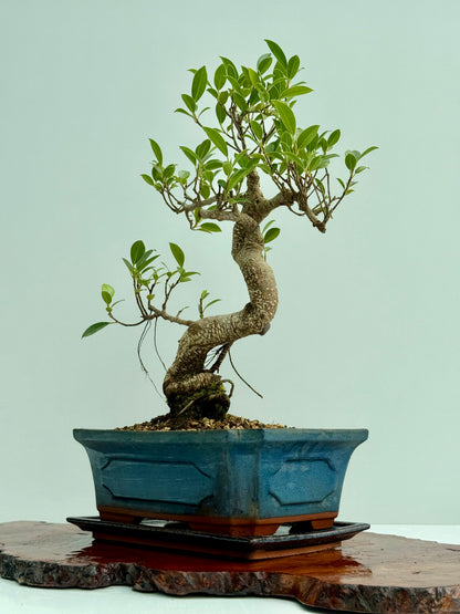 Ficus Retusa Indoor Bonsai Tree