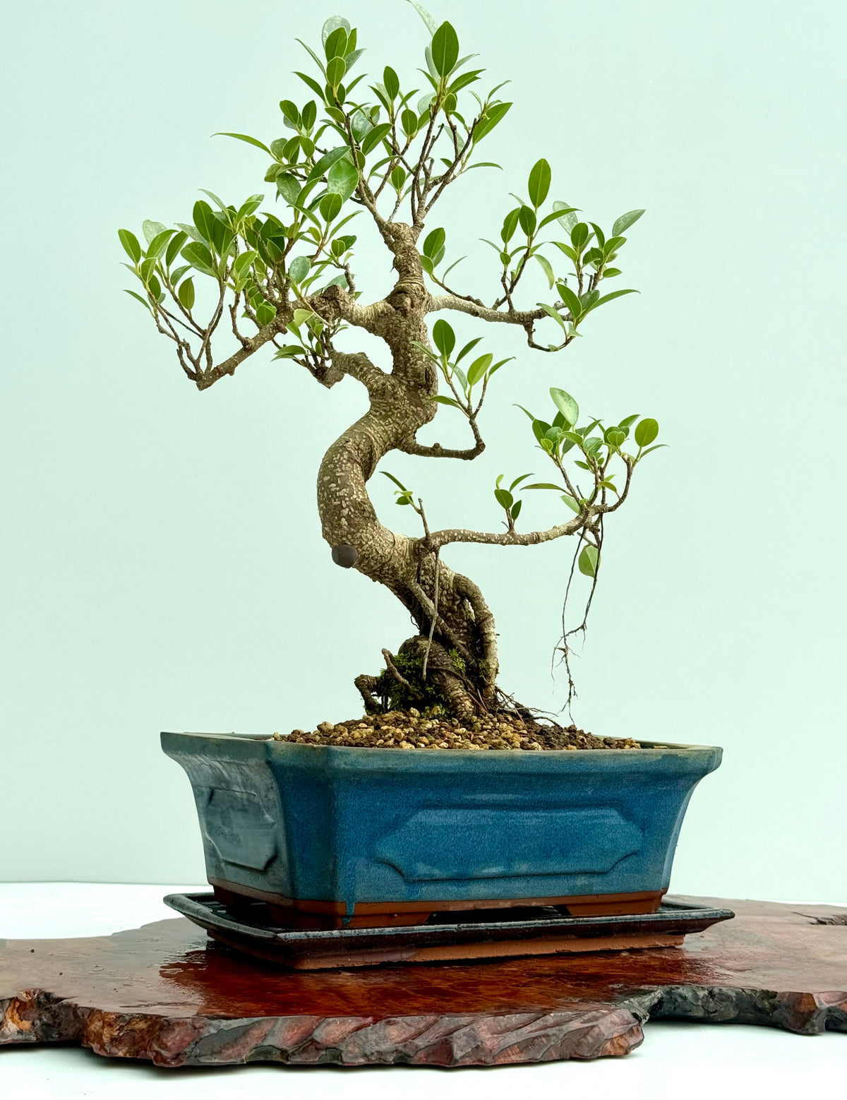 Ficus Retusa Indoor Bonsai Tree