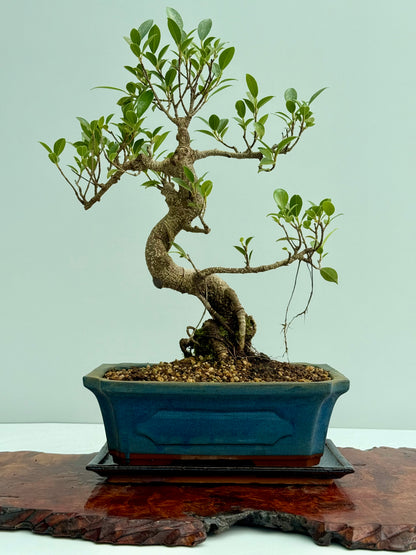 Ficus Retusa Indoor Bonsai Tree