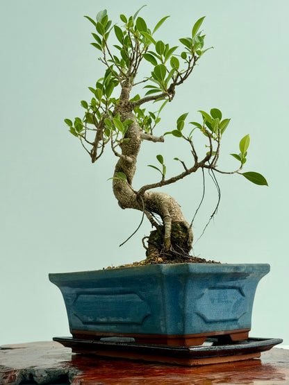 Ficus Retusa Indoor Bonsai Tree
