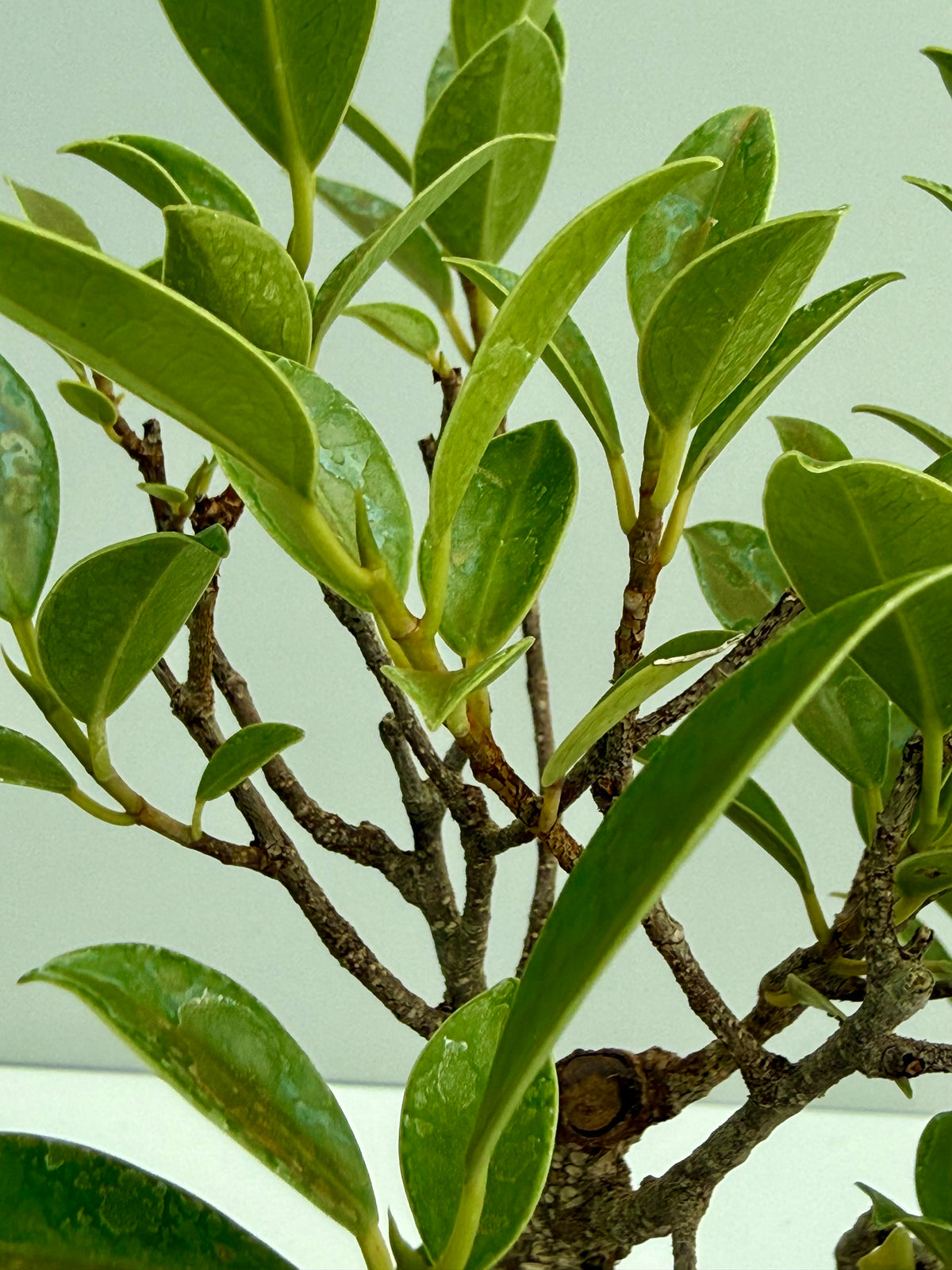 Ficus Retusa Indoor Bonsai Tree