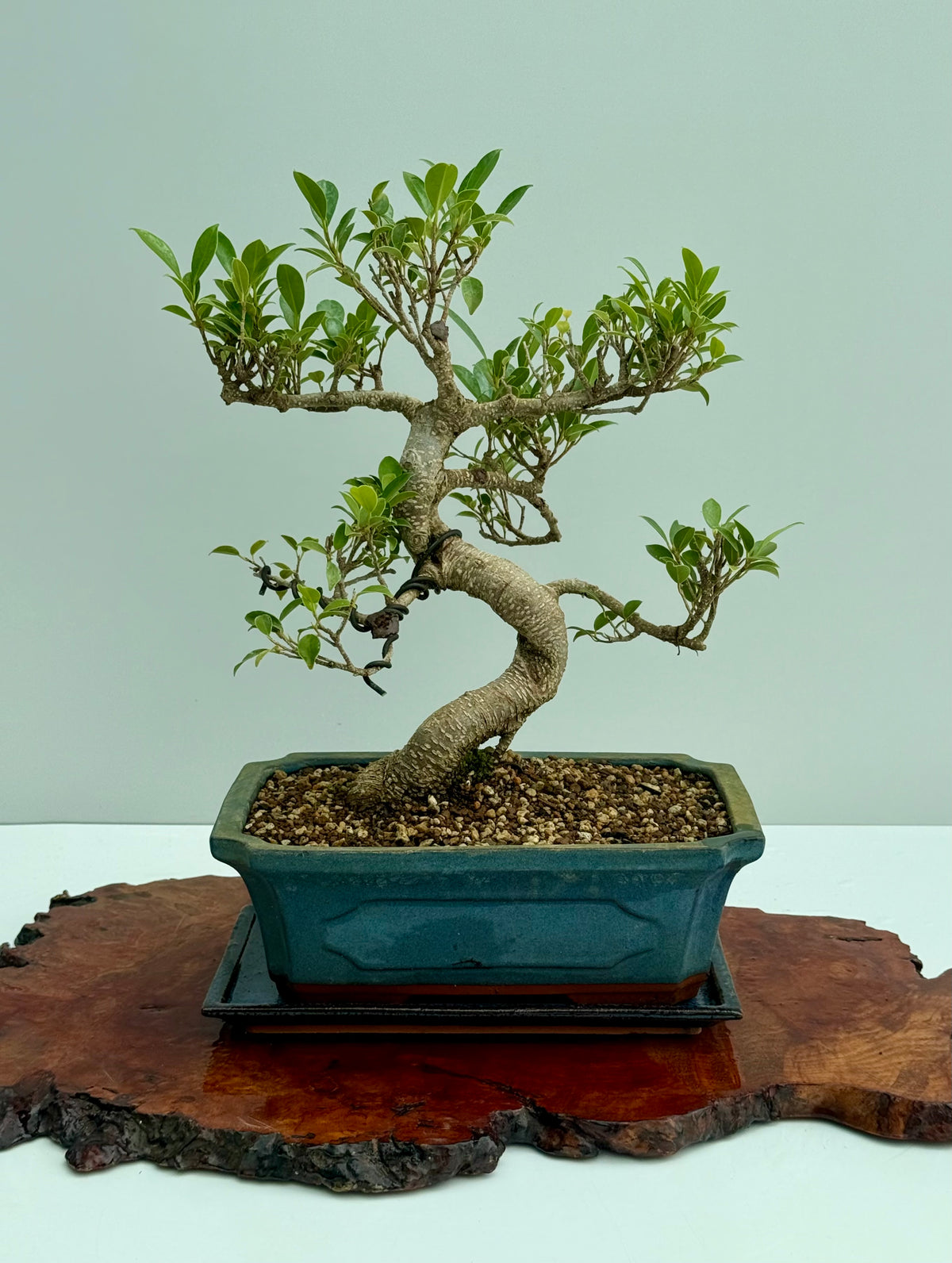 Ficus Retusa Indoor Bonsai Tree