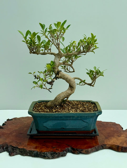 Ficus Retusa Indoor Bonsai Tree