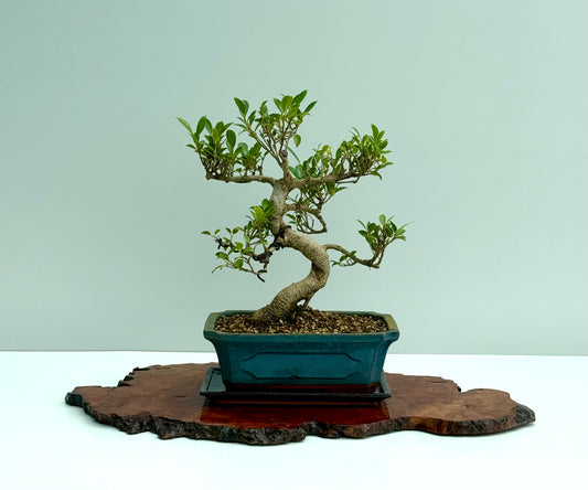 Ficus Retusa Indoor Bonsai Tree