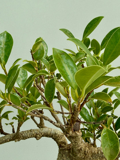 Ficus Retusa Indoor Bonsai Tree