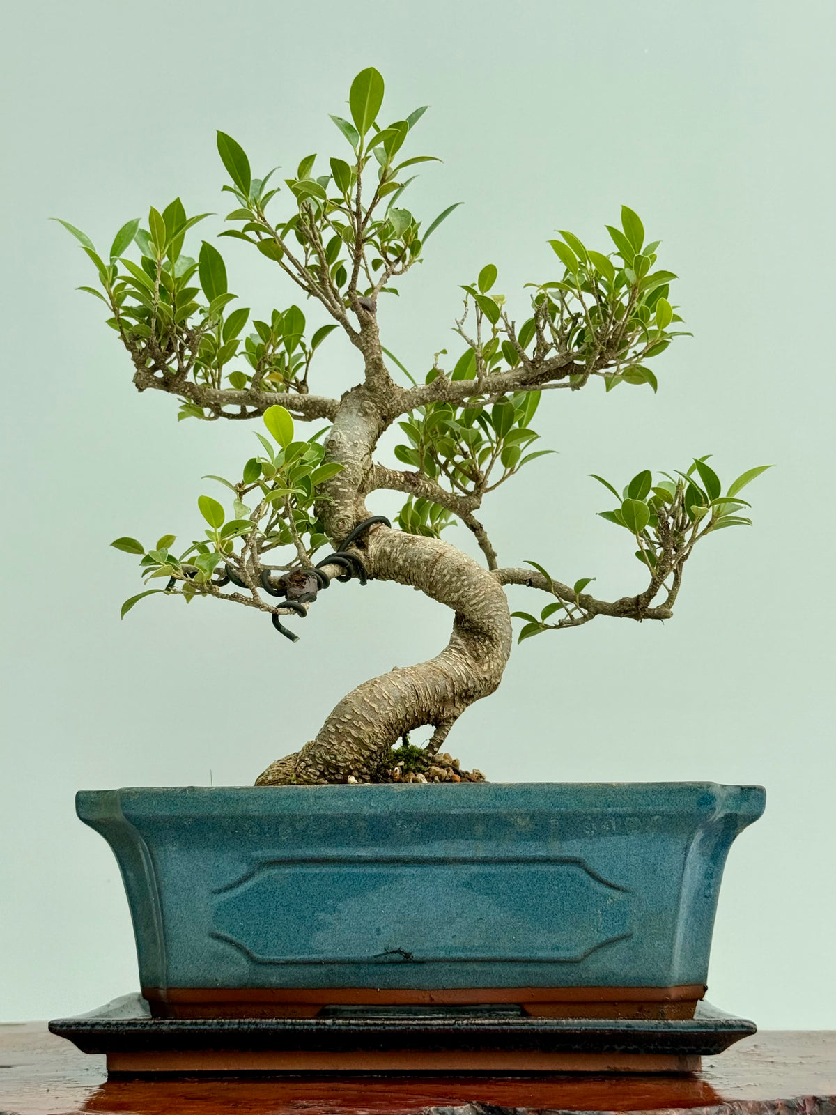 Ficus Retusa Indoor Bonsai Tree