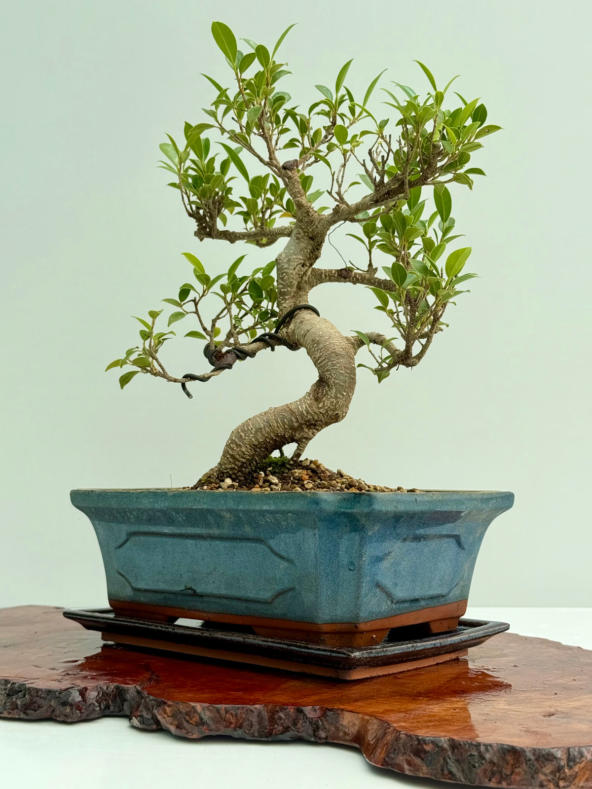 Ficus Retusa Indoor Bonsai Tree