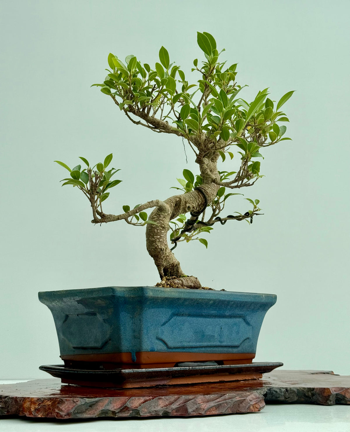 Ficus Retusa Indoor Bonsai Tree
