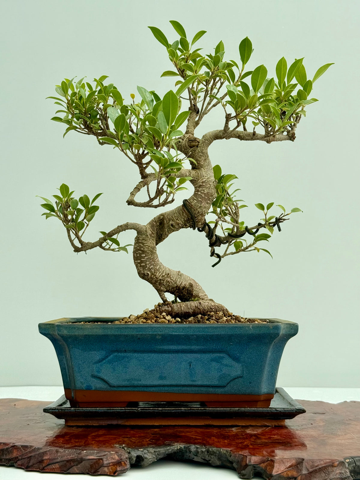 Ficus Retusa Indoor Bonsai Tree