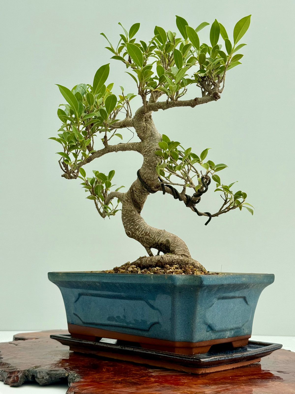 Ficus Retusa Indoor Bonsai Tree