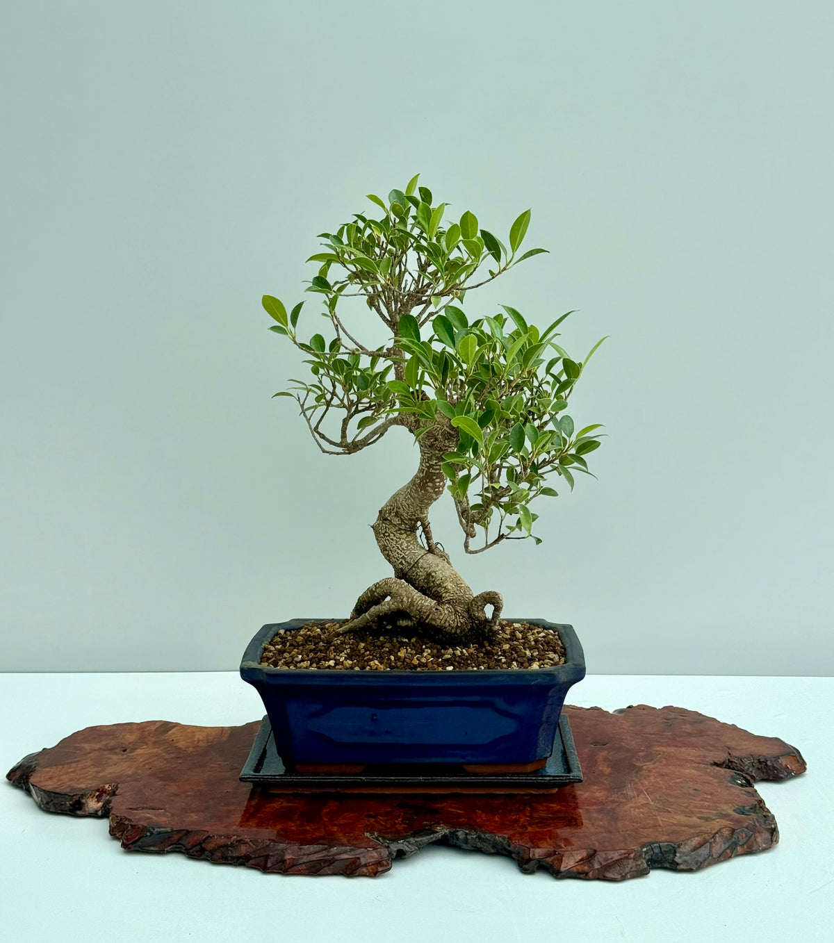 Ficus Retusa Indoor Bonsai Tree