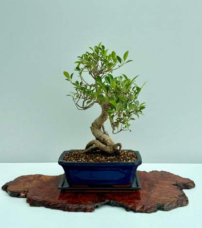 Ficus Retusa Indoor Bonsai Tree