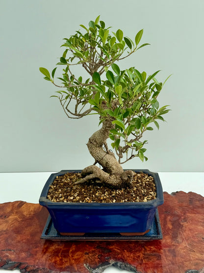 Ficus Retusa Indoor Bonsai Tree