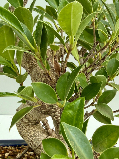 Ficus Retusa Indoor Bonsai Tree