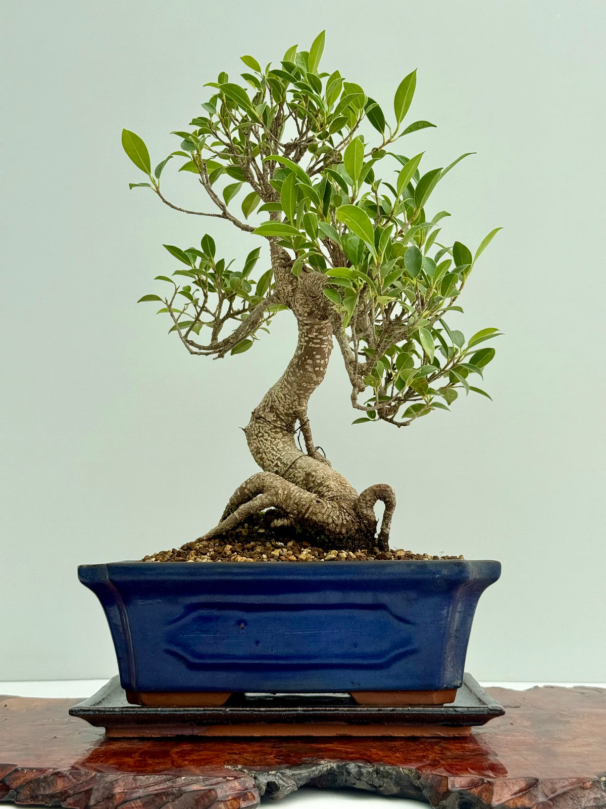 Ficus Retusa Indoor Bonsai Tree