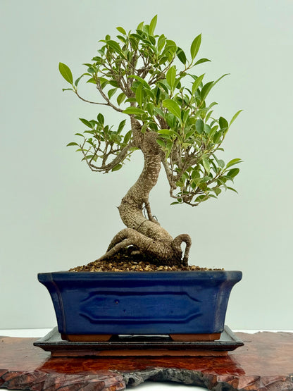 Ficus Retusa Indoor Bonsai Tree
