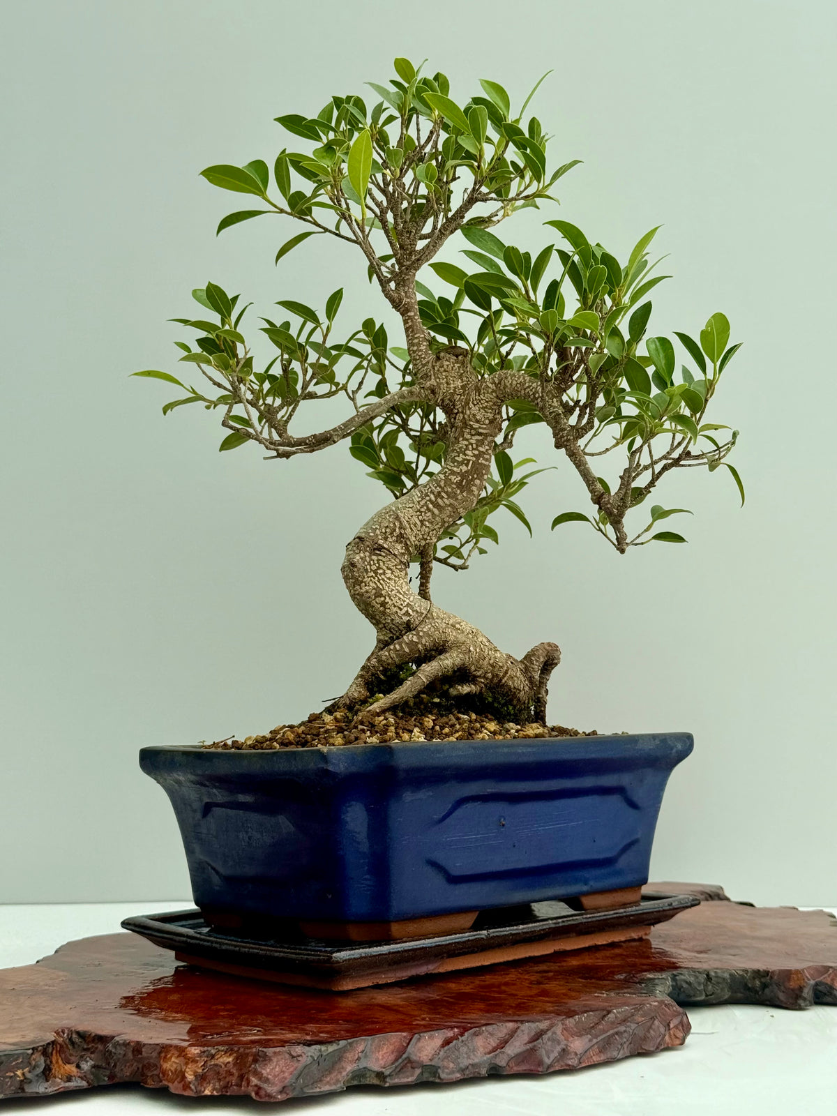 Ficus Retusa Indoor Bonsai Tree