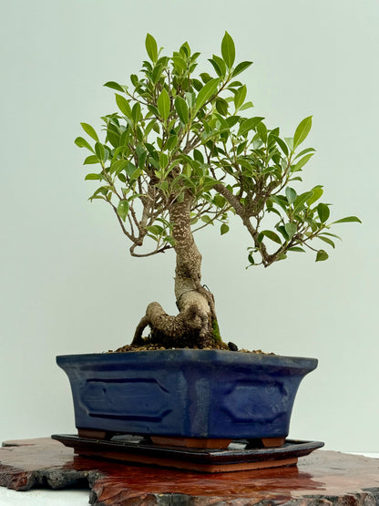 Ficus Retusa Indoor Bonsai Tree