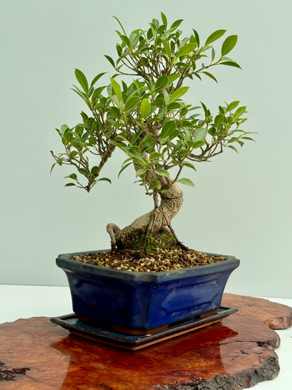 Ficus Retusa Indoor Bonsai Tree