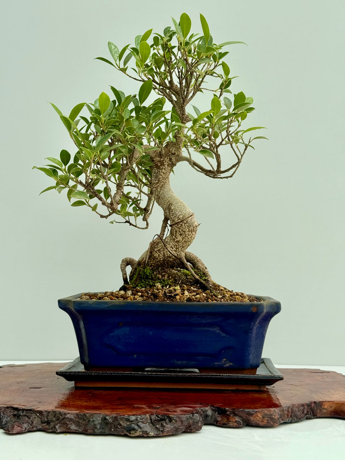 Ficus Retusa Indoor Bonsai Tree