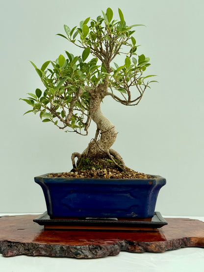 Ficus Retusa Indoor Bonsai Tree