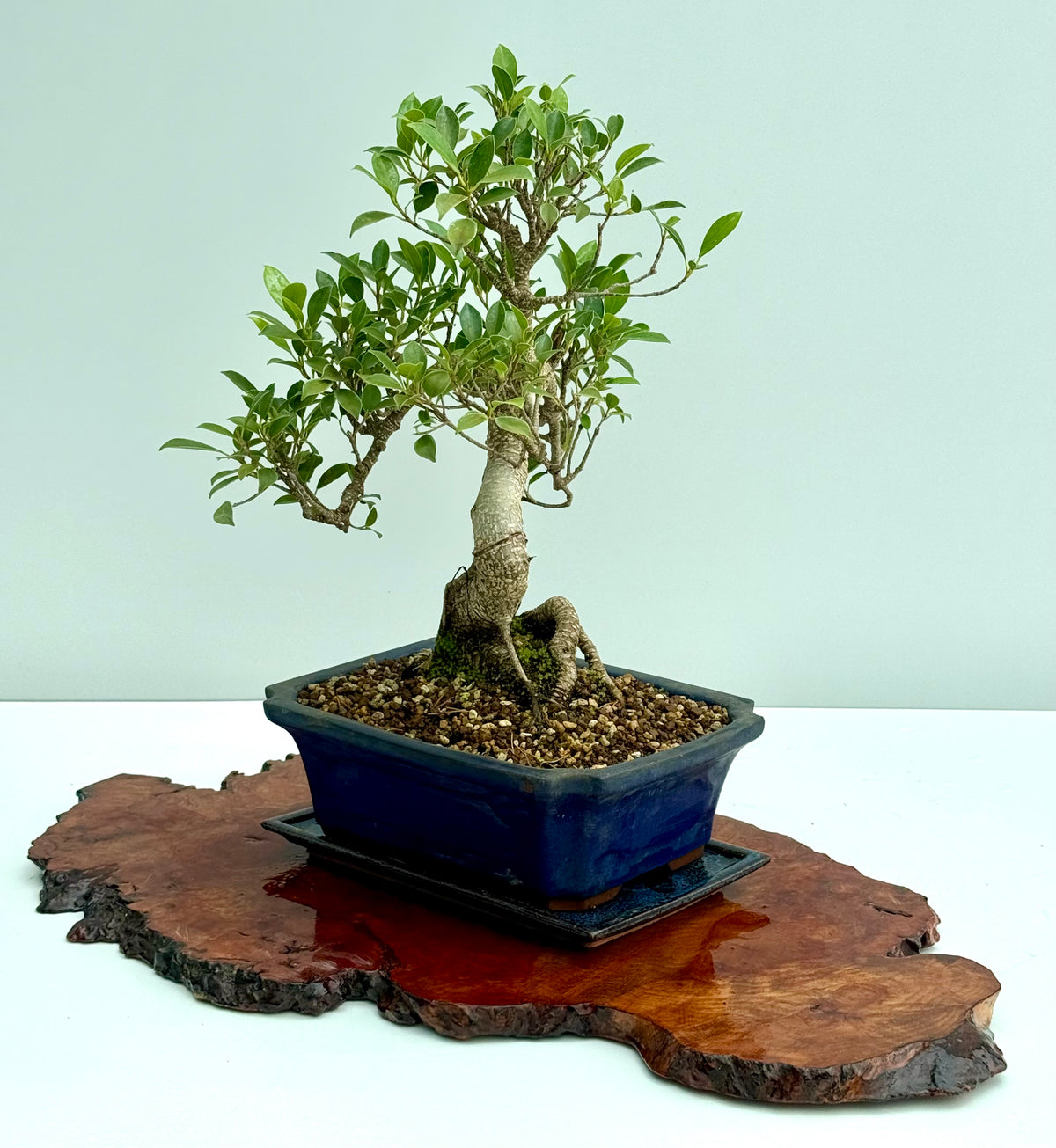Ficus Retusa Indoor Bonsai Tree