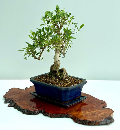 Ficus Retusa Indoor Bonsai Tree