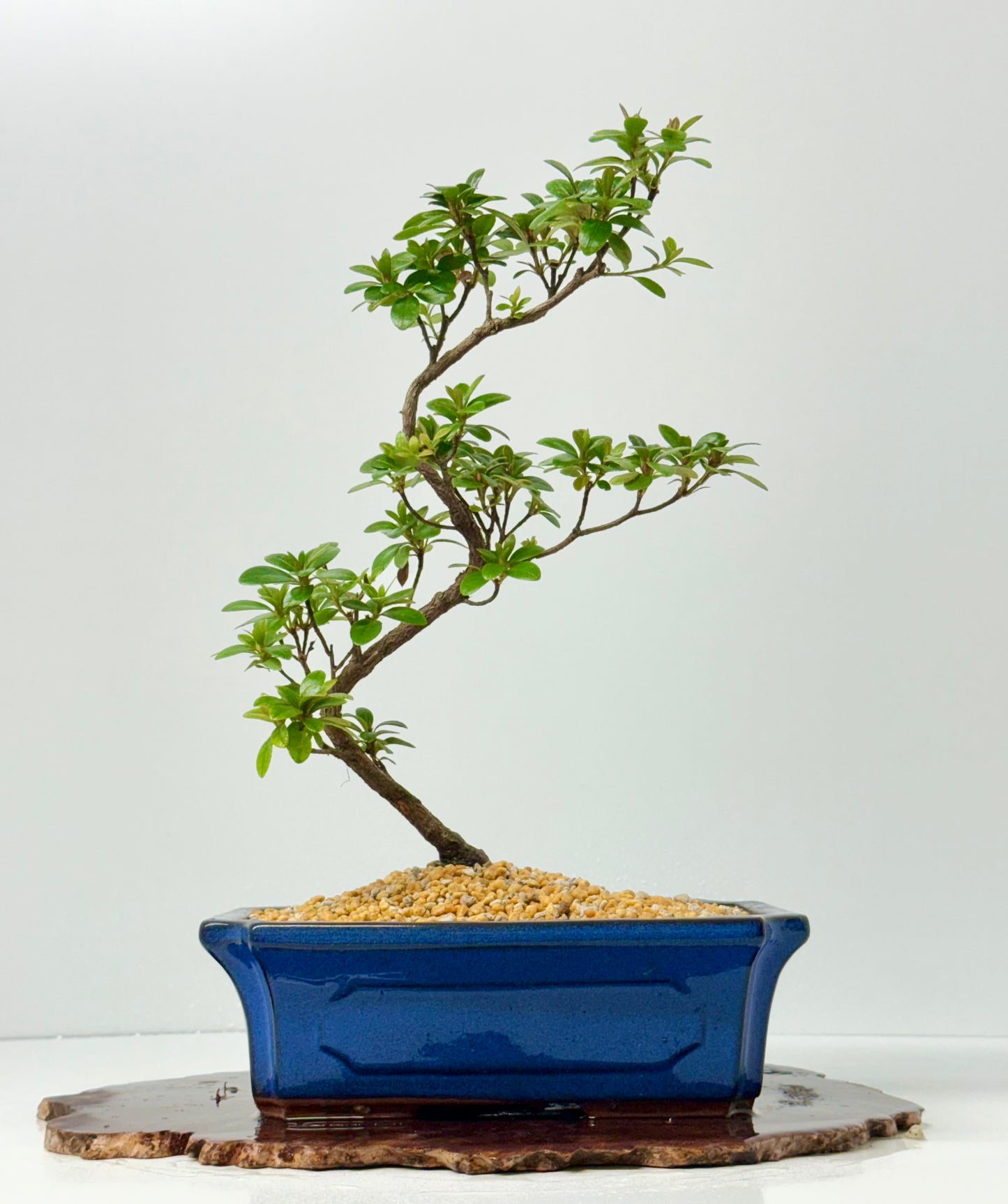 Satsuki Azalea Bonsai Tree – 40cm Flowering Bonsai