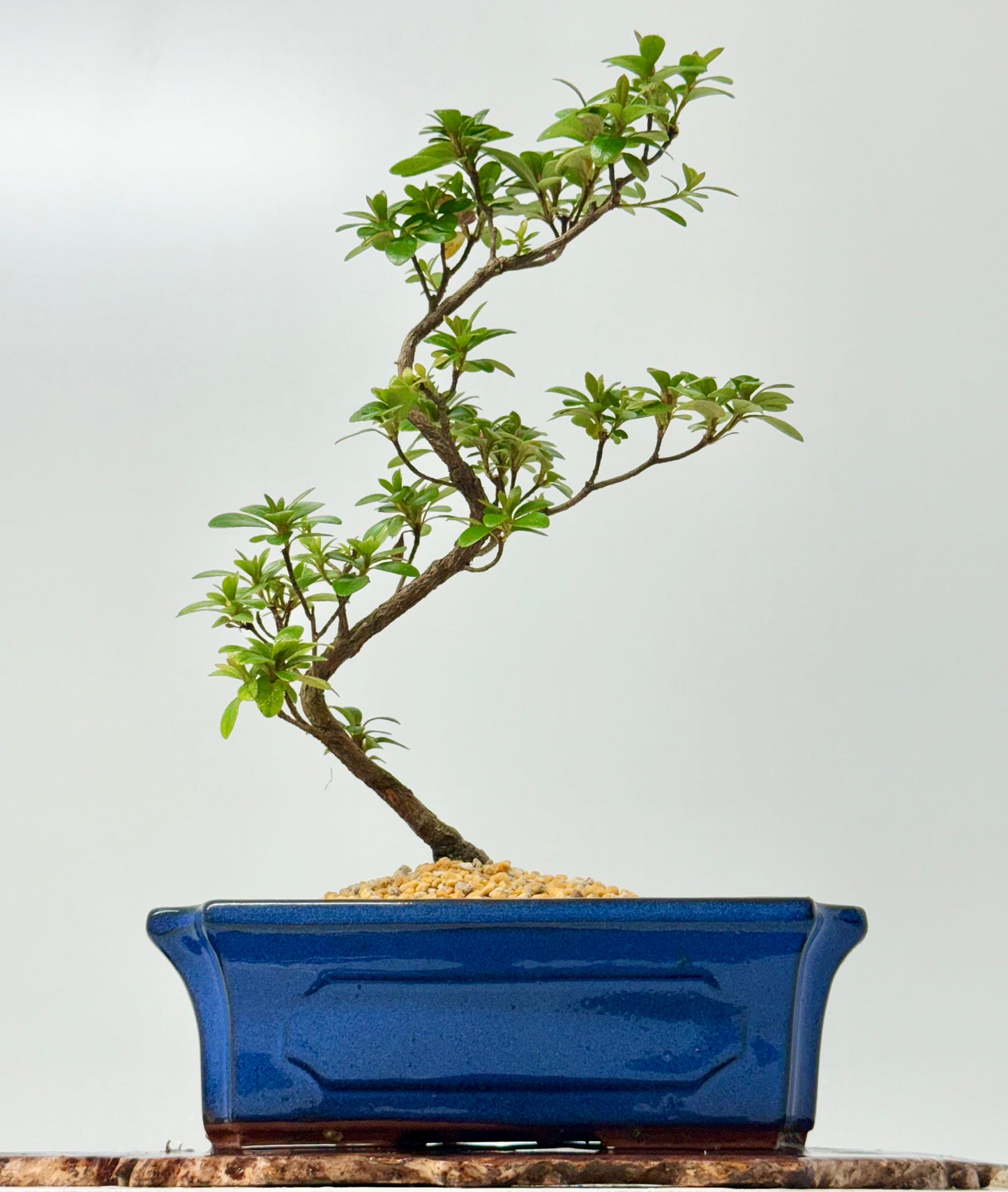 Satsuki Azalea Bonsai Tree – 40cm Flowering Bonsai