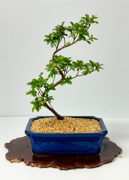Satsuki Azalea Bonsai Tree – 40cm Flowering Bonsai